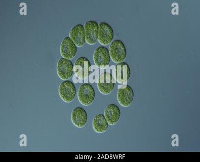 Ball algae under the microscope 100x Stock Photo - Alamy