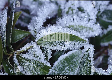 Ice crystals on leaves Stock Photo