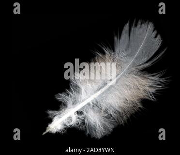 Fluffy feather Stock Photo