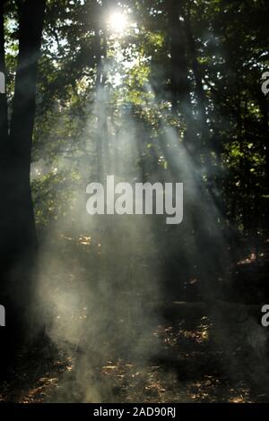 Sunbeams passing through the trees and smoke in the woods Stock Photo