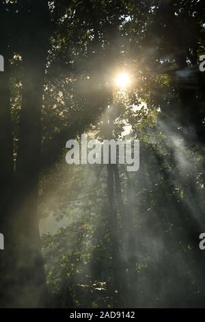 Sunbeams passing through the trees and smoke in the woods Stock Photo