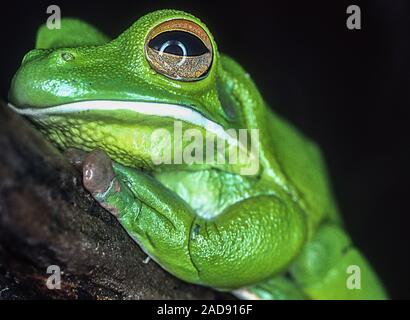 Tree frog on branch Stock Photo