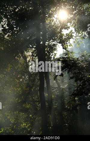 Sunbeams passing through the trees and smoke in the woods Stock Photo