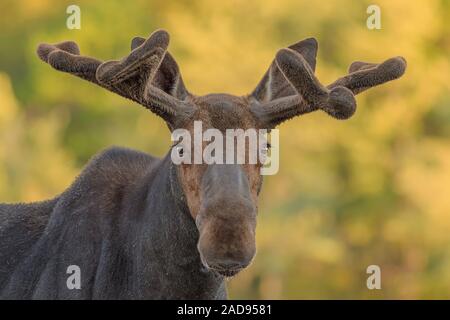 A portrait of a very handsome bull Moose. Stock Photo