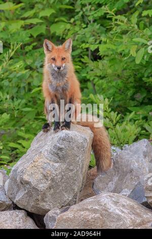red fox on rock in field of wildflowers Stock Photo - Alamy