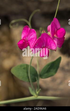 earthnut pea 'Lathyrus tuberosus' Stock Photo