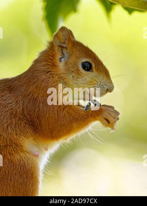 Squirrel eats bird food Stock Photo