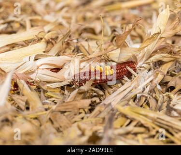 closeup of harvested cornfield with kernels on corn cob laying in cornstalk stubble and husk trash after harvest Stock Photo
