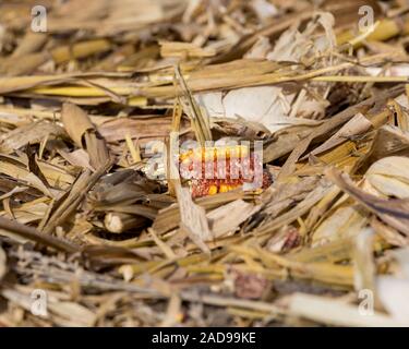 closeup of harvested cornfield with kernels on corn cob laying in cornstalk stubble and husk trash after harvest Stock Photo