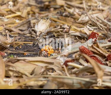 closeup of harvested cornfield with kernels on corn cob laying in cornstalk stubble and husk trash after harvest Stock Photo