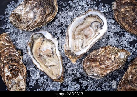 Fresh rock oyster offered as closeup opened with on crushed ice with copy space Stock Photo