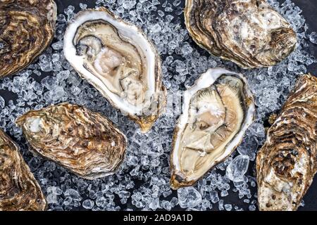 Fresh rock oyster offered as closeup opened with on crushed ice with copy space Stock Photo