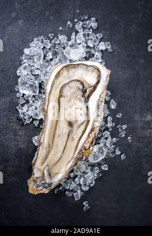Fresh rock oyster offered as closeup opened on crushed ice with copy space Stock Photo