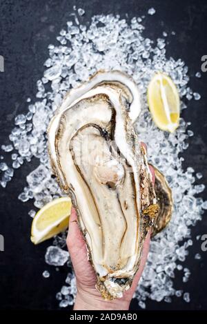 Fresh large rock oyster offered in a woman hand as closeup opened with sliced lemon on crushed ice with copy space Stock Photo