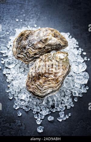 Fresh rock oyster offered as closeup on crushed ice with copy space Stock Photo