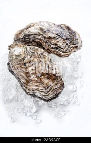 Fresh rock oyster offered as closeup on crushed ice with copy space Stock Photo