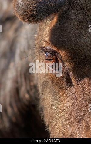 Up close and personal with a young bull Moose. Stock Photo