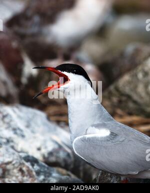 Adult common tern Stock Photo