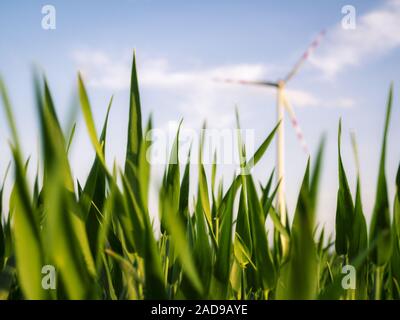 Power energy windmill turbine on a field of wheat Stock Photo