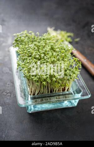 Fresh garden cress germ bud with knife as top view on a black board with copy space