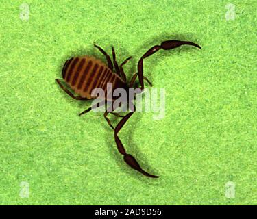 After scorpion on leaf Stock Photo