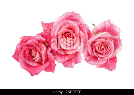 Three Red Roses Stock Photo