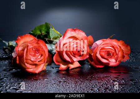 Three Red Roses Stock Photo