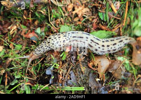 Tigerschnegel, leopard slug, Limax maximus Stock Photo