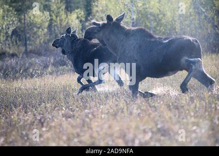 Moose running away through the swamp Stock Photo