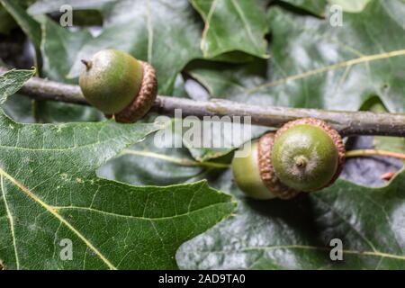 Acorns on oak branch in autumn Stock Photo