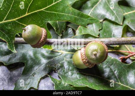 Acorns on oak branch in autumn Stock Photo