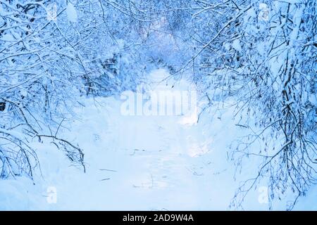 Fantastic forest after many days of snowfall Stock Photo