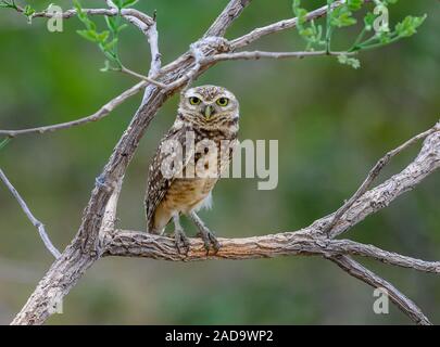 A Burrowing Owl (Athene cunicularia) perched on a branch. Goias, Brazil, South America. Stock Photo