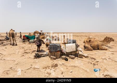 camel caravan and Afar mining salt in Danakil depression, Ethiopia Stock Photo