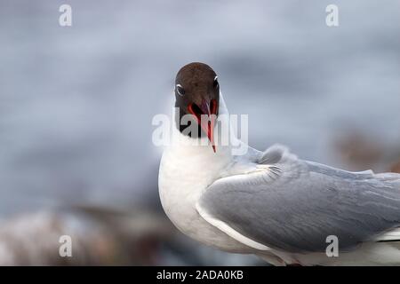 Screaming Seagull. Stock Photo