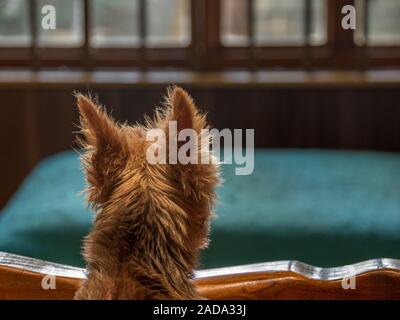 Viewed from behind a small dog looks towards a window in the distance image in horizontal format Stock Photo