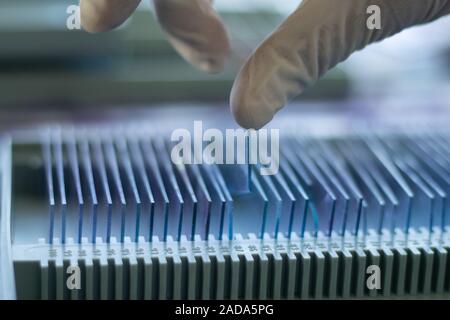 Closeup of hands checking Blood testing glass slide from the archive or old records at laboratory. Stock Photo