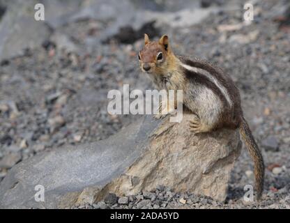 A small chipmunk sits on a rock in the middle of a Central Oregon lava field. Stock Photo