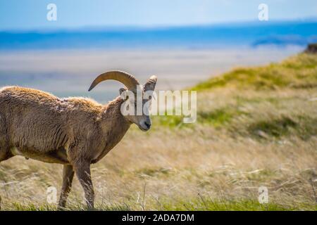 A female Bighorn Sheep in the field of Badlands National Park, South Dakota Stock Photo