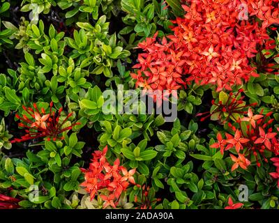 Beautiful red spike flower with green leaves background. Red needle flower or Ixora flower, tropical plants flowering throughout year. Stock Photo