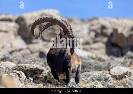 rare Walia ibex in Simien Mountains Ethiopia Stock Photo