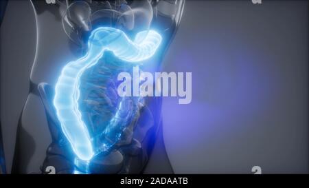 Human Colon Radiology Exam Stock Photo