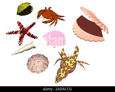 Sea animals on the beach Stock Photo