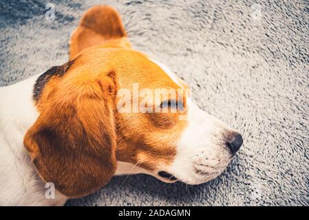 why do beagles have long ears