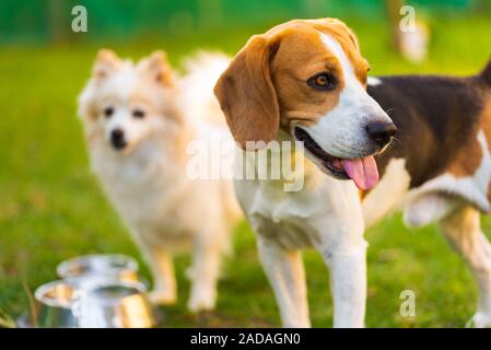 Beagle dog with pomeranian spitz on a green grass in garden. Background Stock Photo