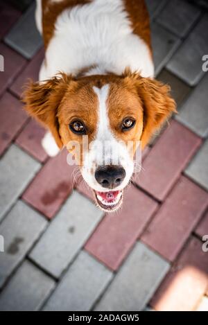 Brittany dog female puppy looking up with curious eyes. Stock Photo