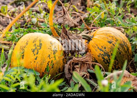 Two Pumpkins growing on a field. Stock Photo