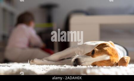 Dog tired sleeps on a floor. Baby playing in background. Stock Photo