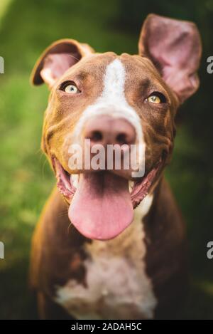 Young pitbull Staffordshire Bull Terrier in garden looks towards camera with tongue out portrait Stock Photo