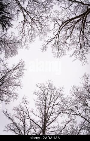Tree crowns in winter leafless in misty forest Stock Photo